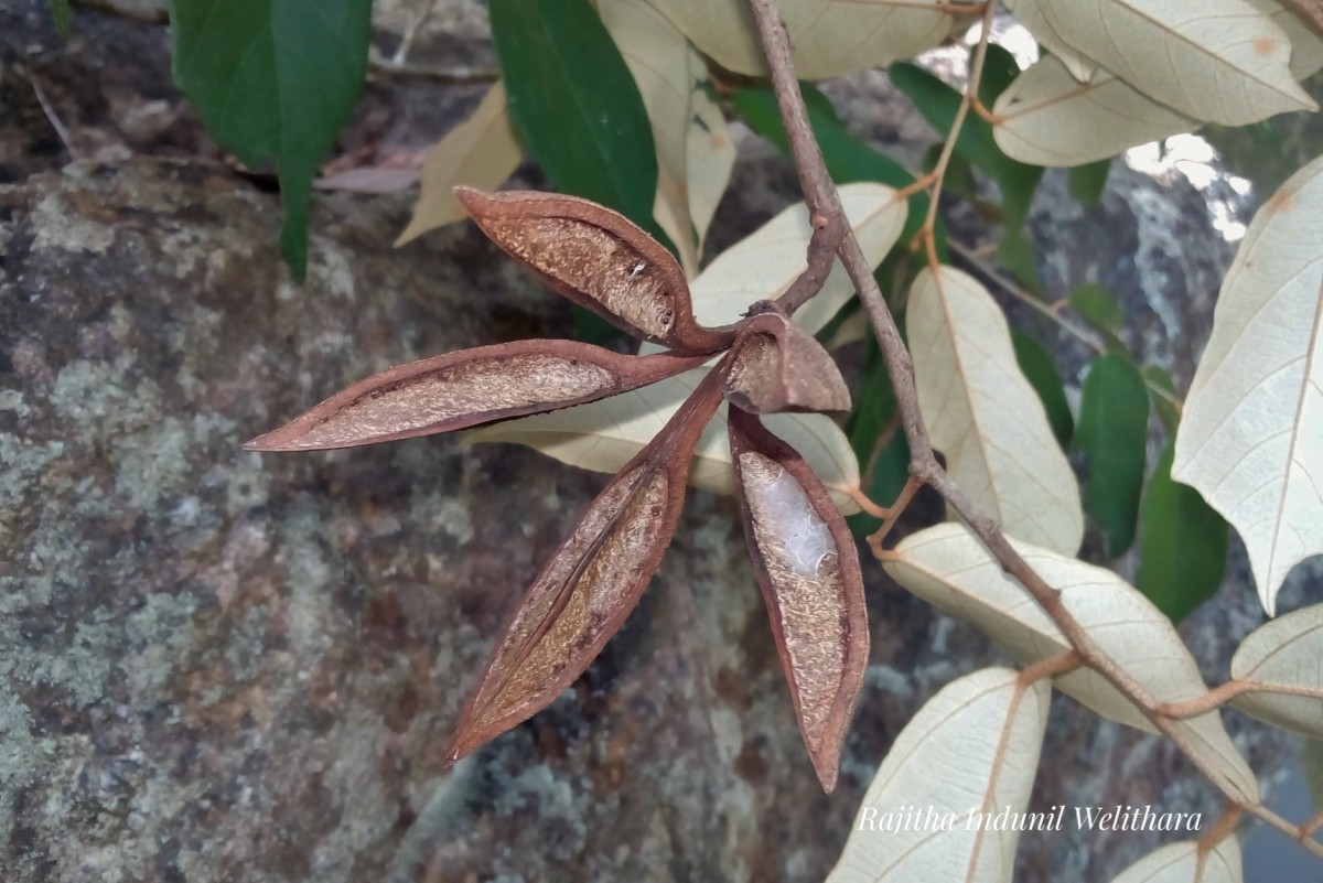 Pterospermum suberifolium (L.) Raeusch.